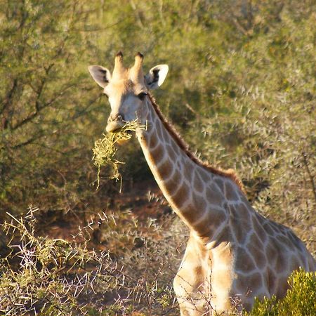 Zwartberg View Mountain Lodge Oudtshoorn Dış mekan fotoğraf