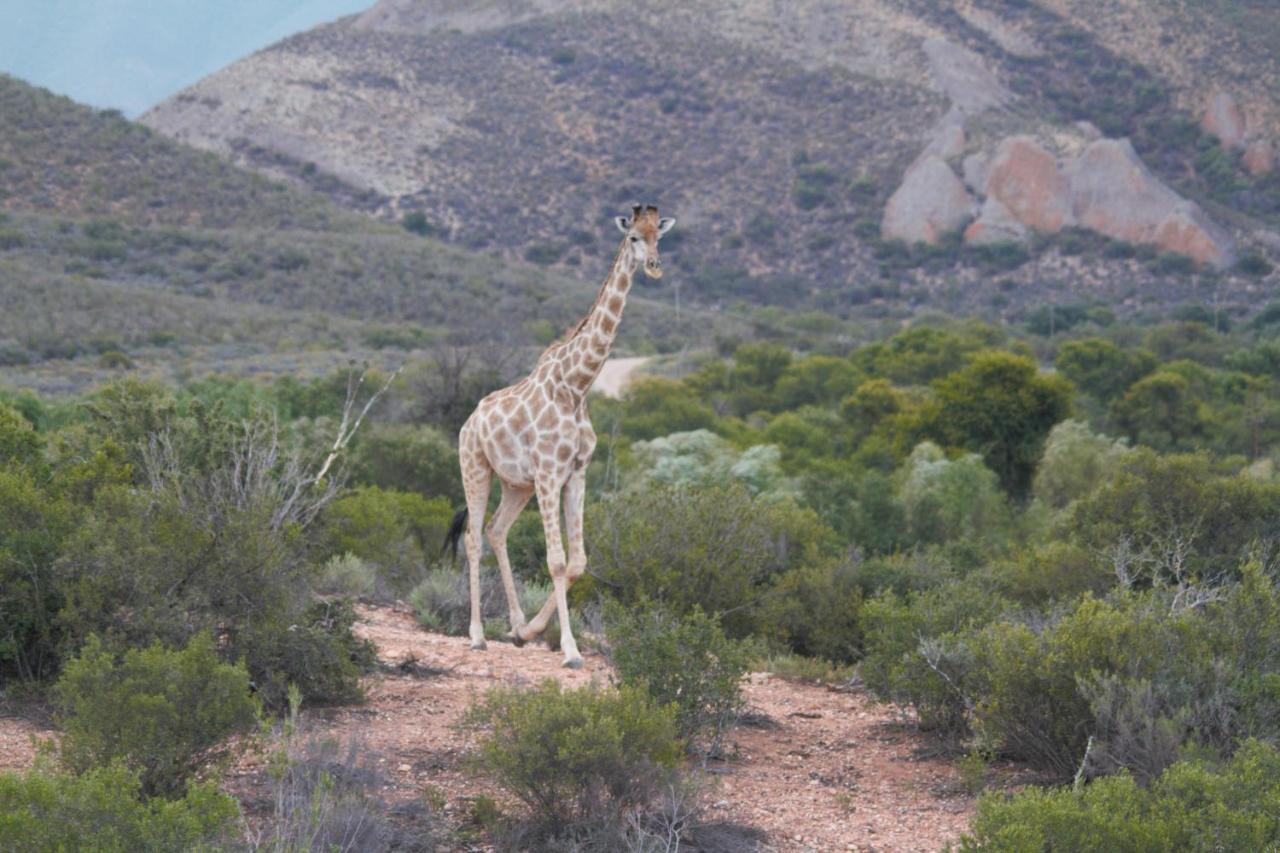 Zwartberg View Mountain Lodge Oudtshoorn Dış mekan fotoğraf