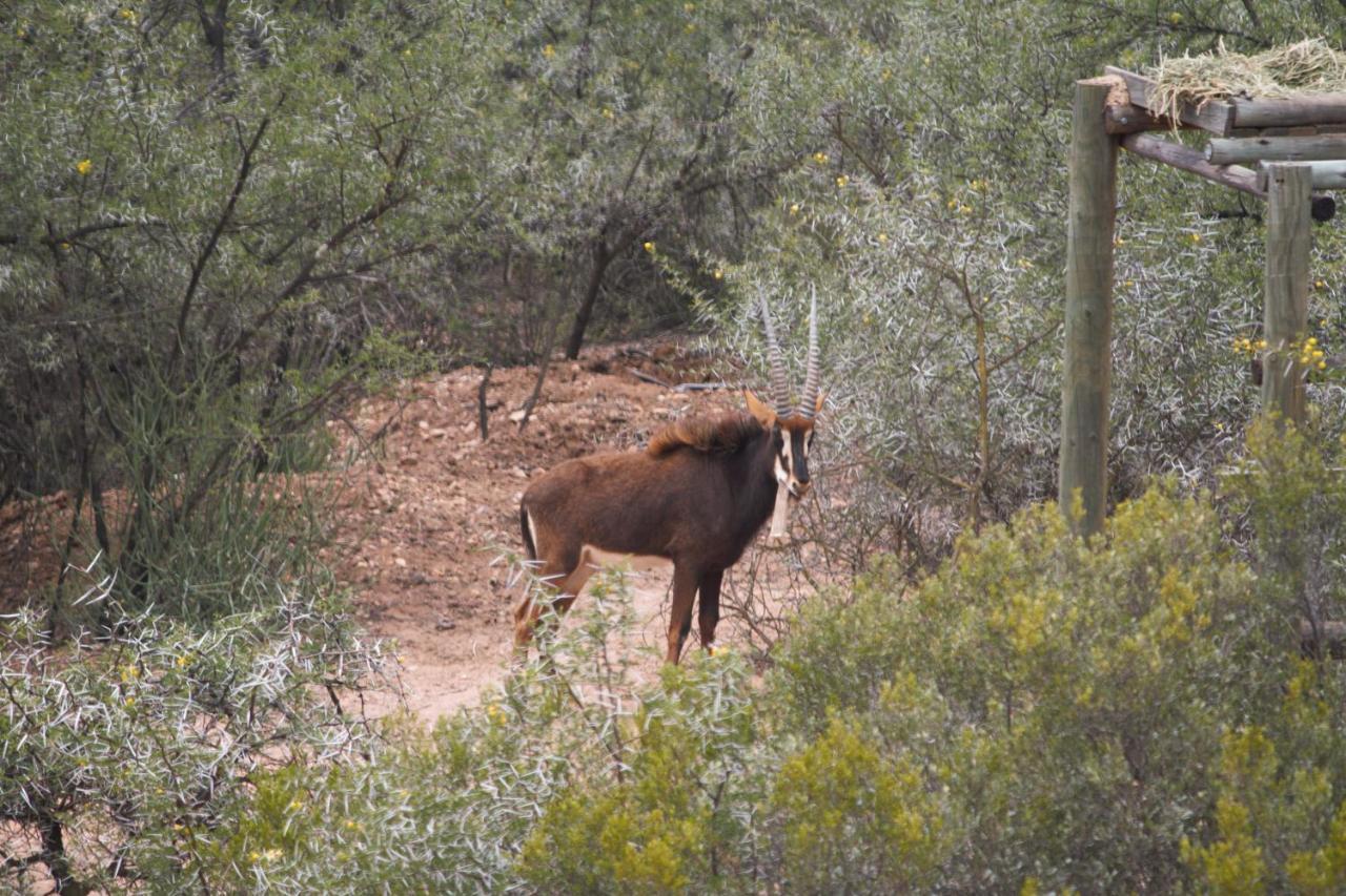Zwartberg View Mountain Lodge Oudtshoorn Dış mekan fotoğraf