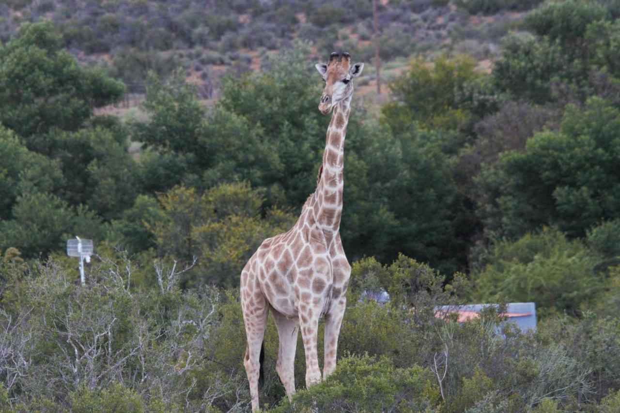 Zwartberg View Mountain Lodge Oudtshoorn Dış mekan fotoğraf