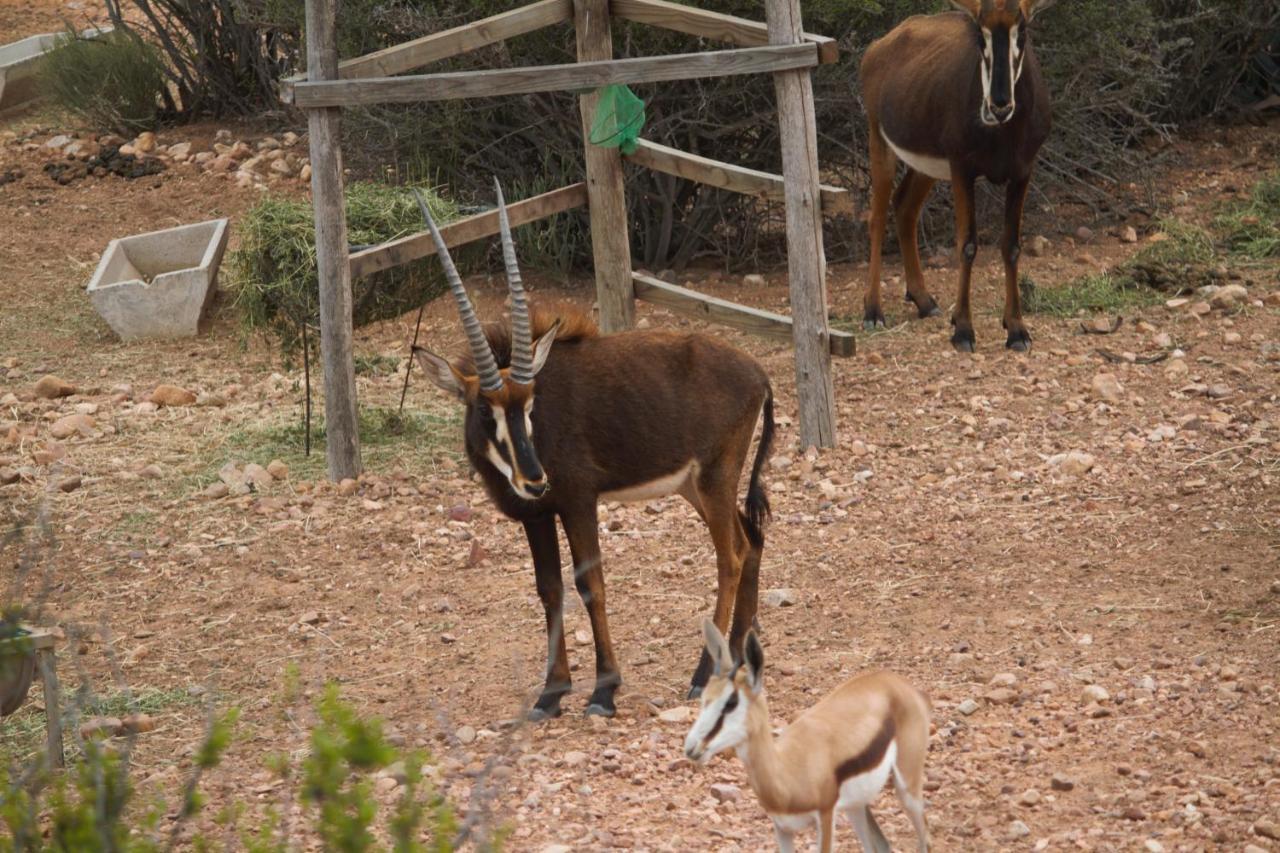 Zwartberg View Mountain Lodge Oudtshoorn Dış mekan fotoğraf