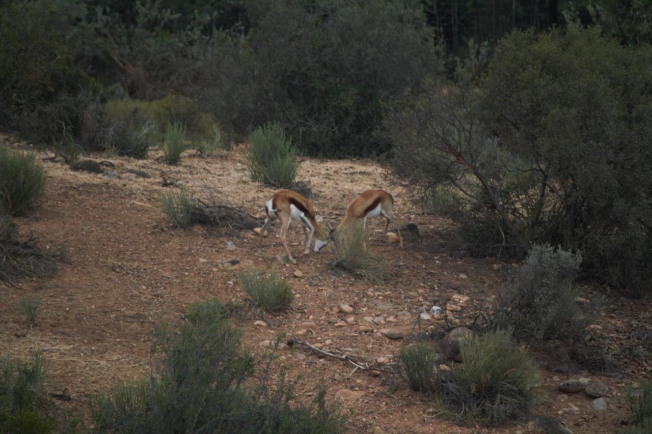 Zwartberg View Mountain Lodge Oudtshoorn Dış mekan fotoğraf