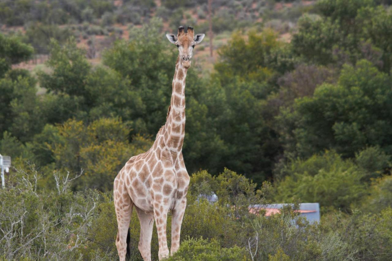Zwartberg View Mountain Lodge Oudtshoorn Dış mekan fotoğraf