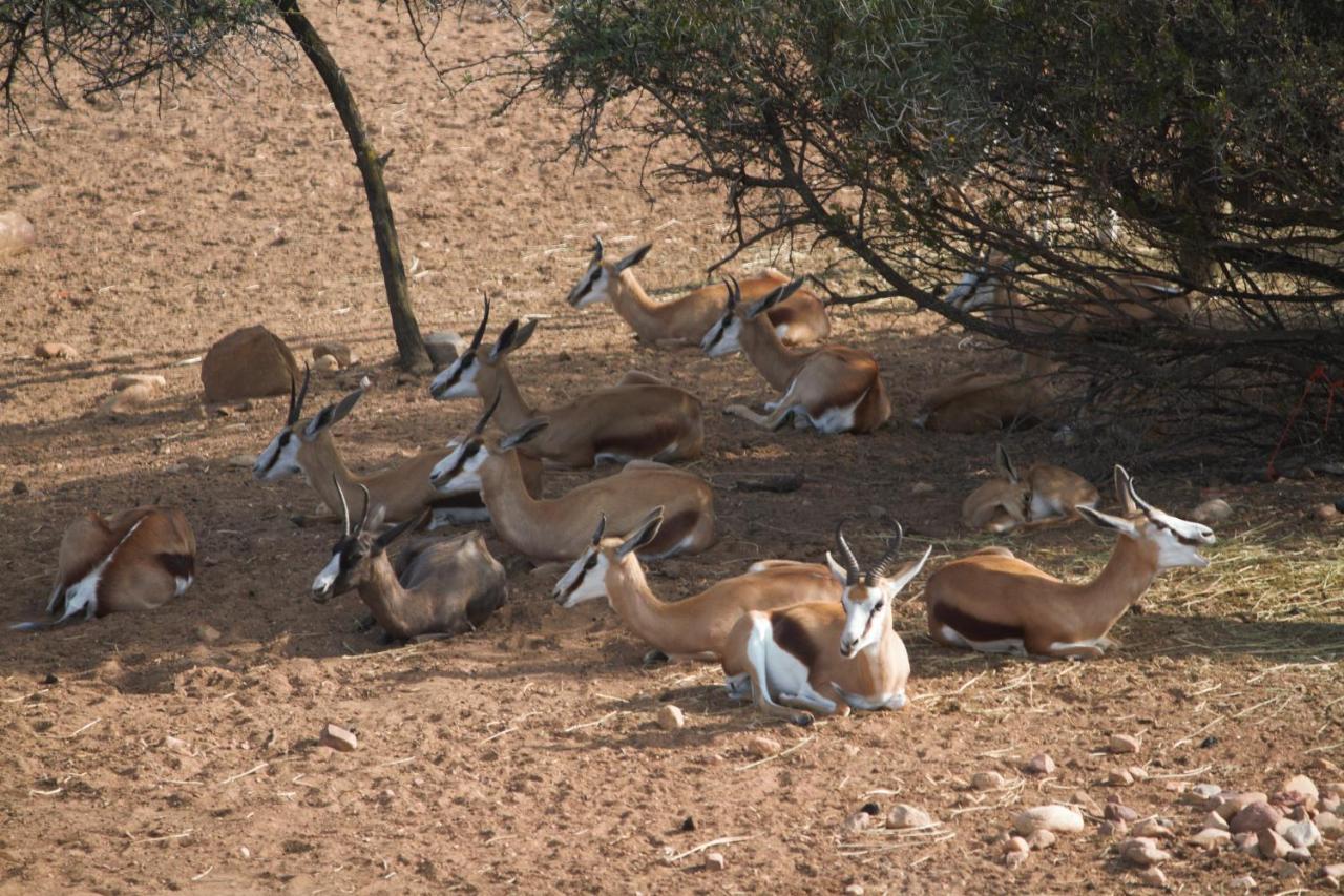 Zwartberg View Mountain Lodge Oudtshoorn Dış mekan fotoğraf