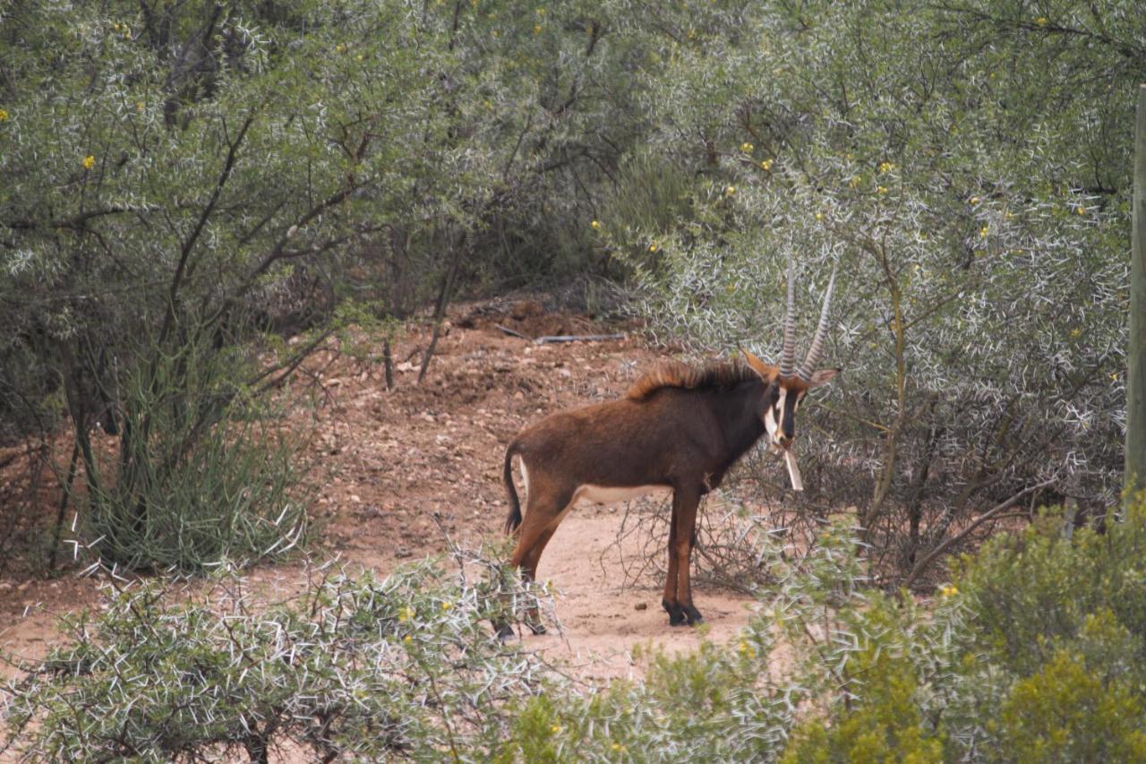 Zwartberg View Mountain Lodge Oudtshoorn Dış mekan fotoğraf