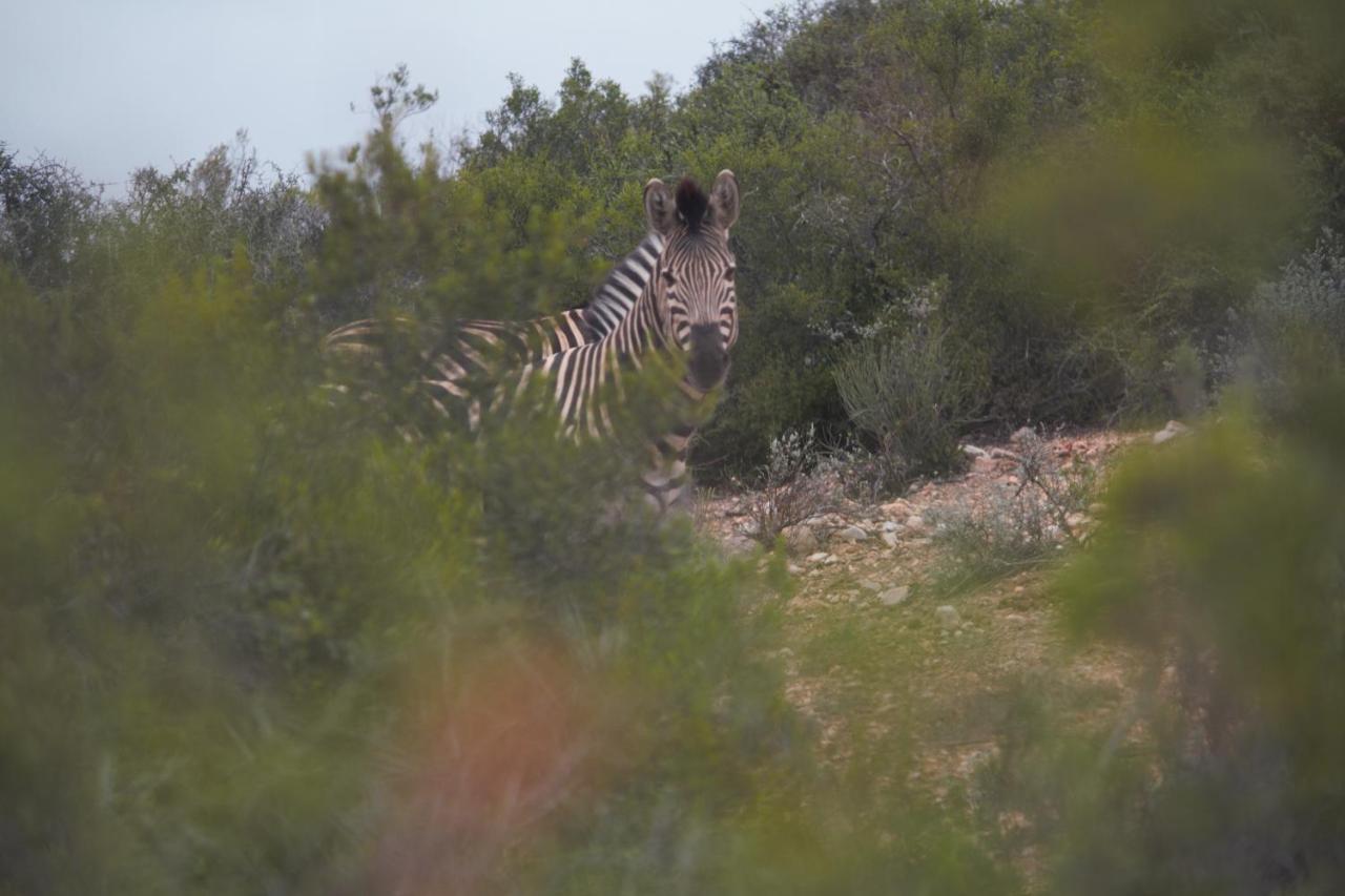 Zwartberg View Mountain Lodge Oudtshoorn Dış mekan fotoğraf