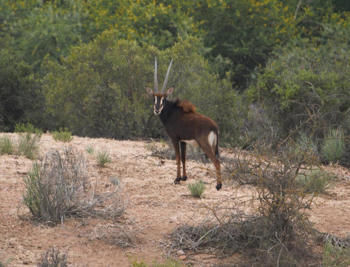 Zwartberg View Mountain Lodge Oudtshoorn Dış mekan fotoğraf
