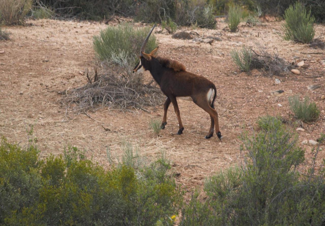 Zwartberg View Mountain Lodge Oudtshoorn Dış mekan fotoğraf
