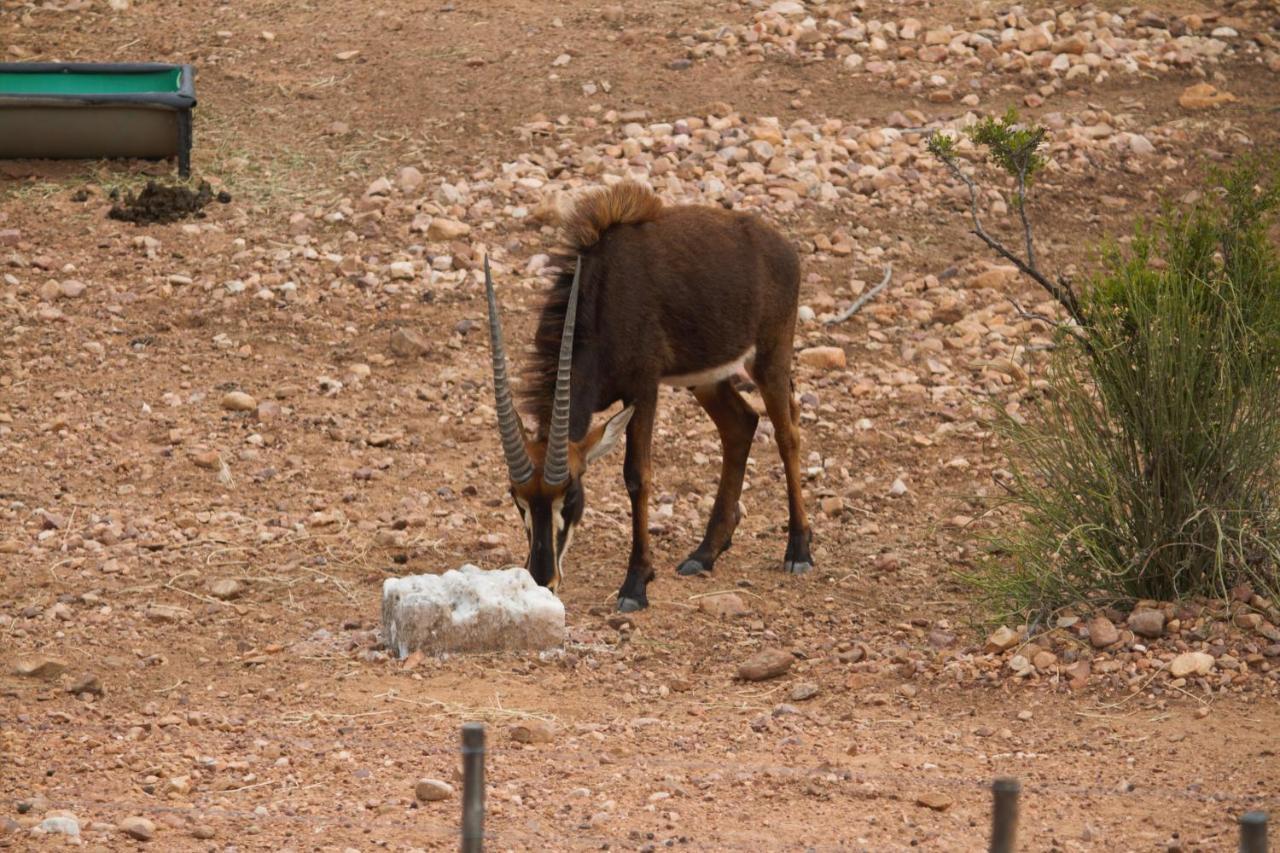 Zwartberg View Mountain Lodge Oudtshoorn Dış mekan fotoğraf