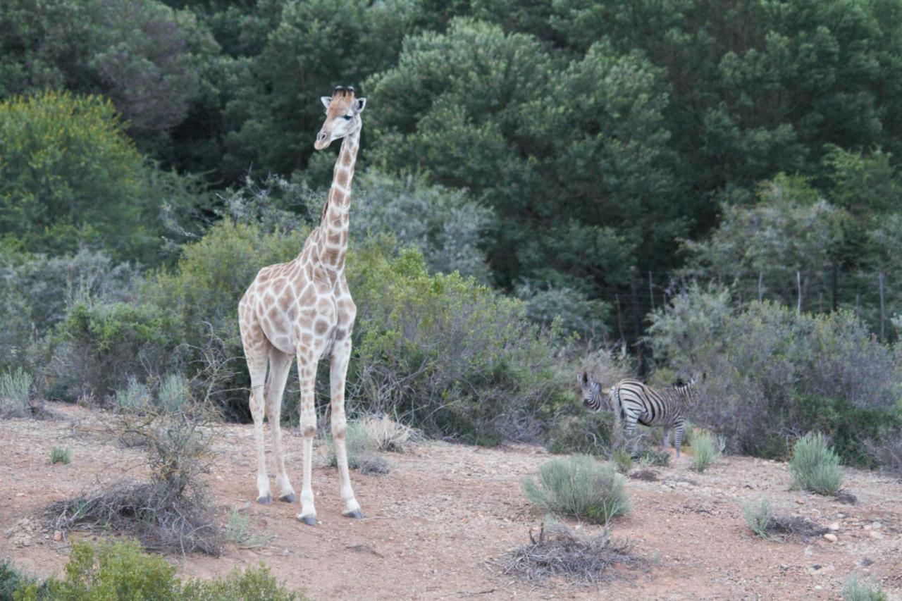 Zwartberg View Mountain Lodge Oudtshoorn Dış mekan fotoğraf