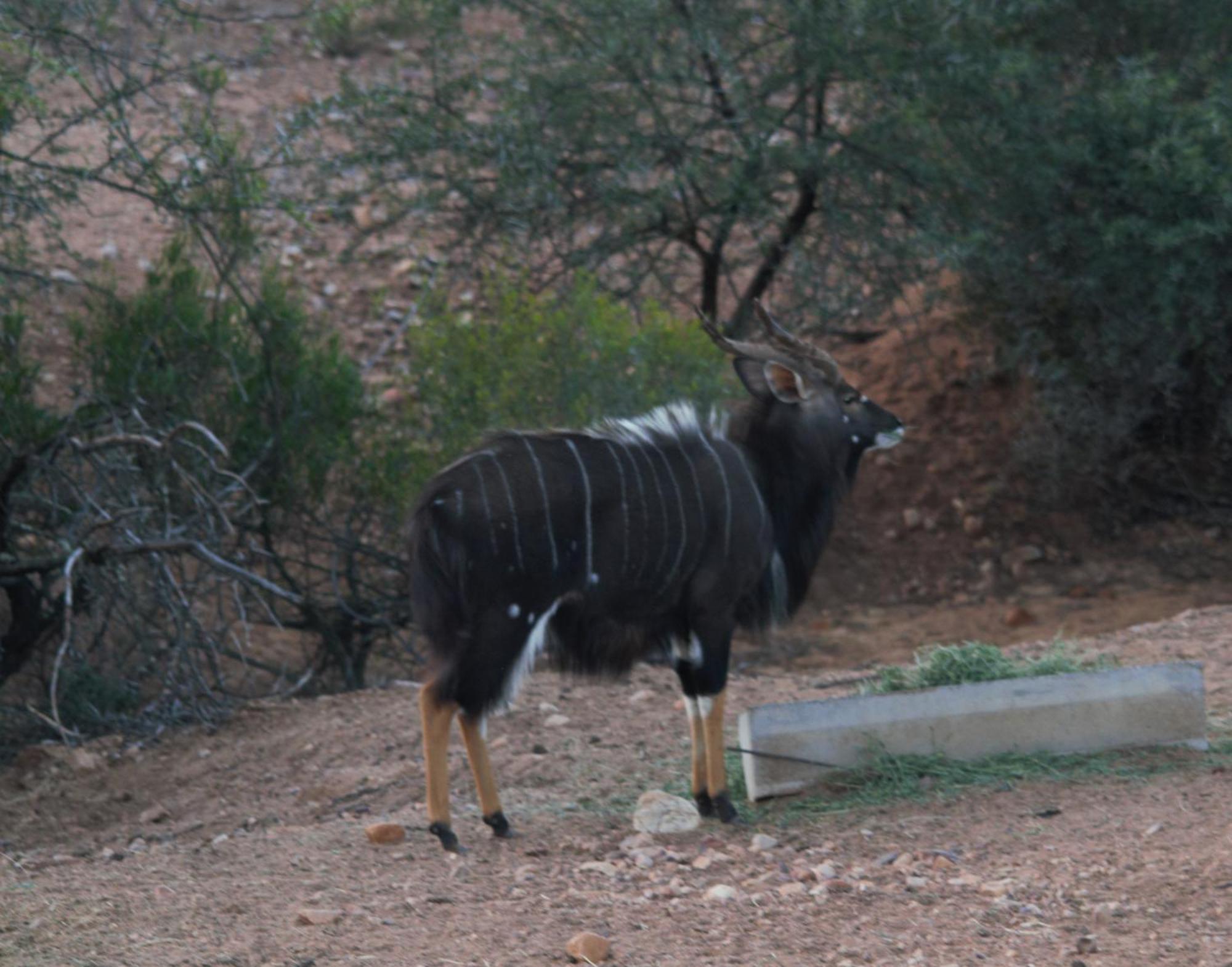 Zwartberg View Mountain Lodge Oudtshoorn Dış mekan fotoğraf