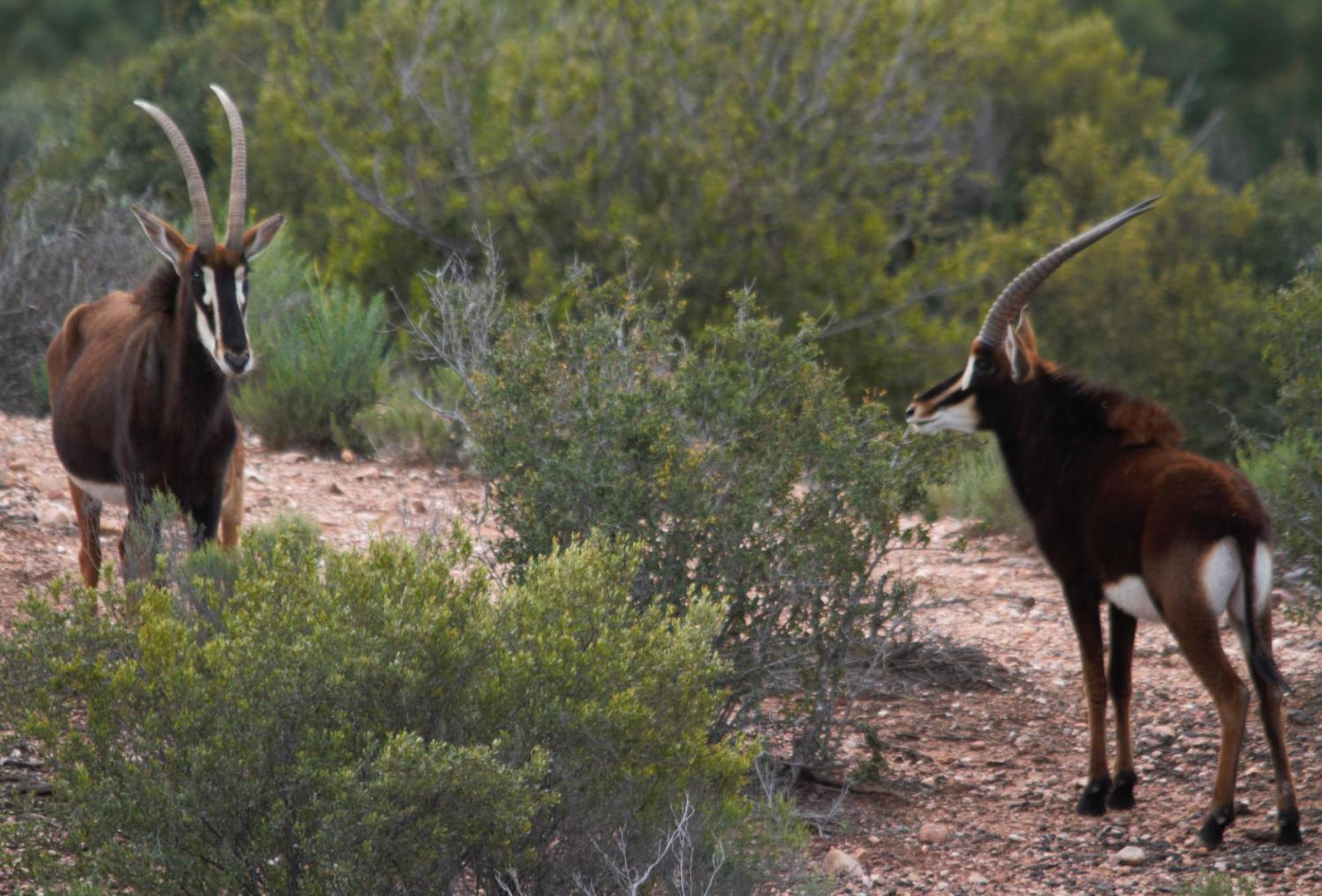 Zwartberg View Mountain Lodge Oudtshoorn Dış mekan fotoğraf