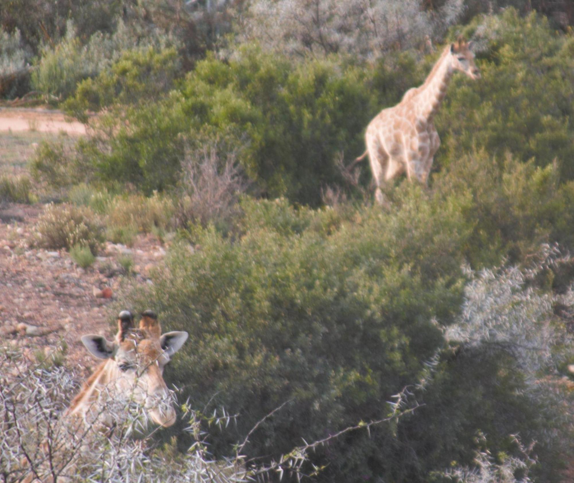Zwartberg View Mountain Lodge Oudtshoorn Dış mekan fotoğraf