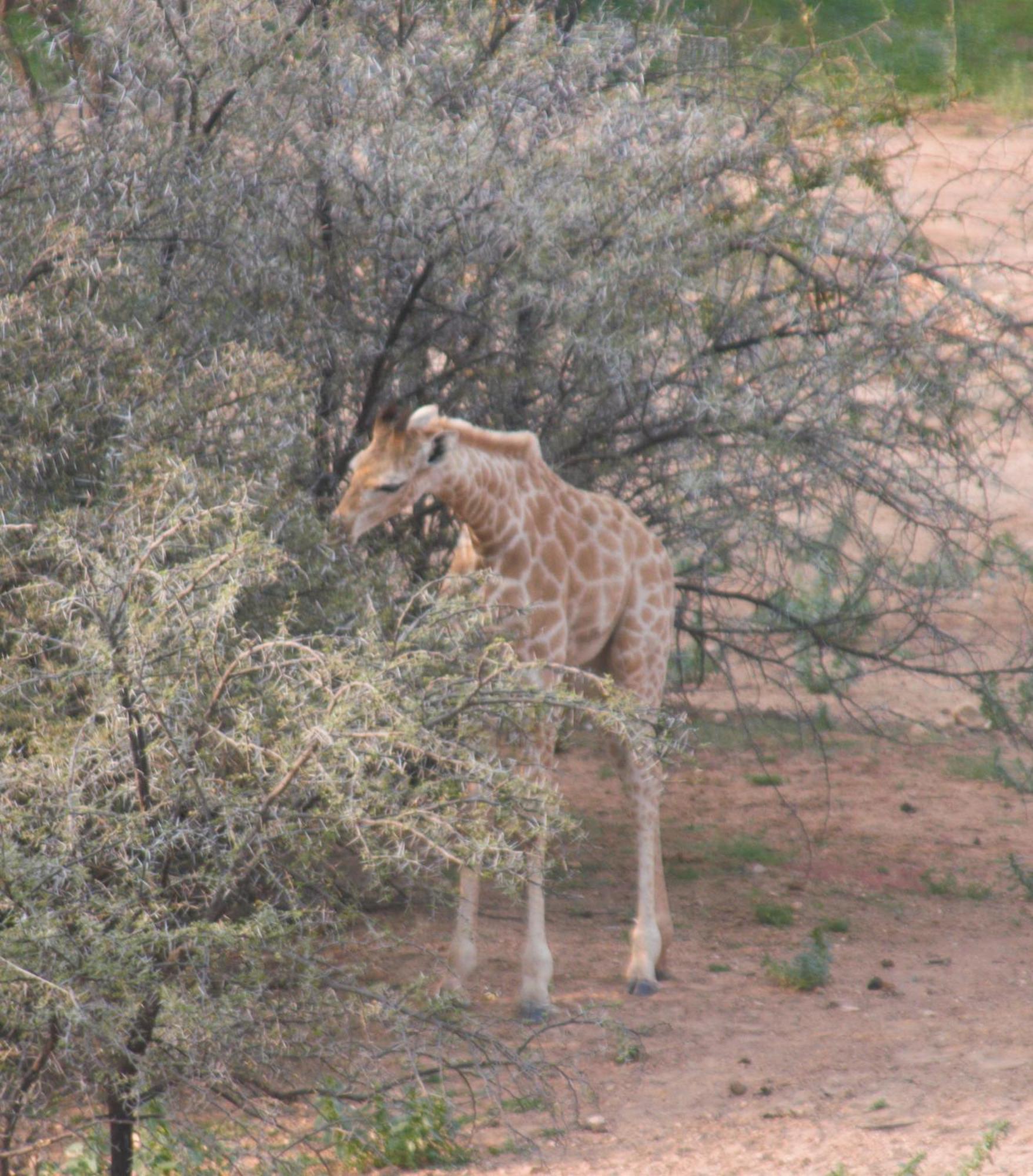 Zwartberg View Mountain Lodge Oudtshoorn Dış mekan fotoğraf