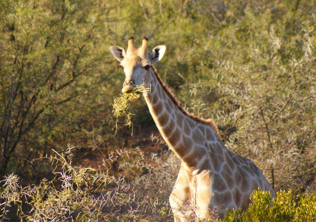 Zwartberg View Mountain Lodge Oudtshoorn Dış mekan fotoğraf